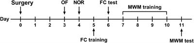 Effects of different types of non-cardiac surgical trauma on hippocampus-dependent memory and neuroinflammation